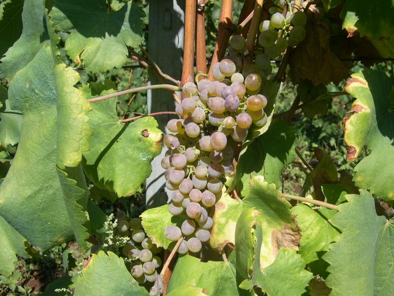 Tempo di vendemmia